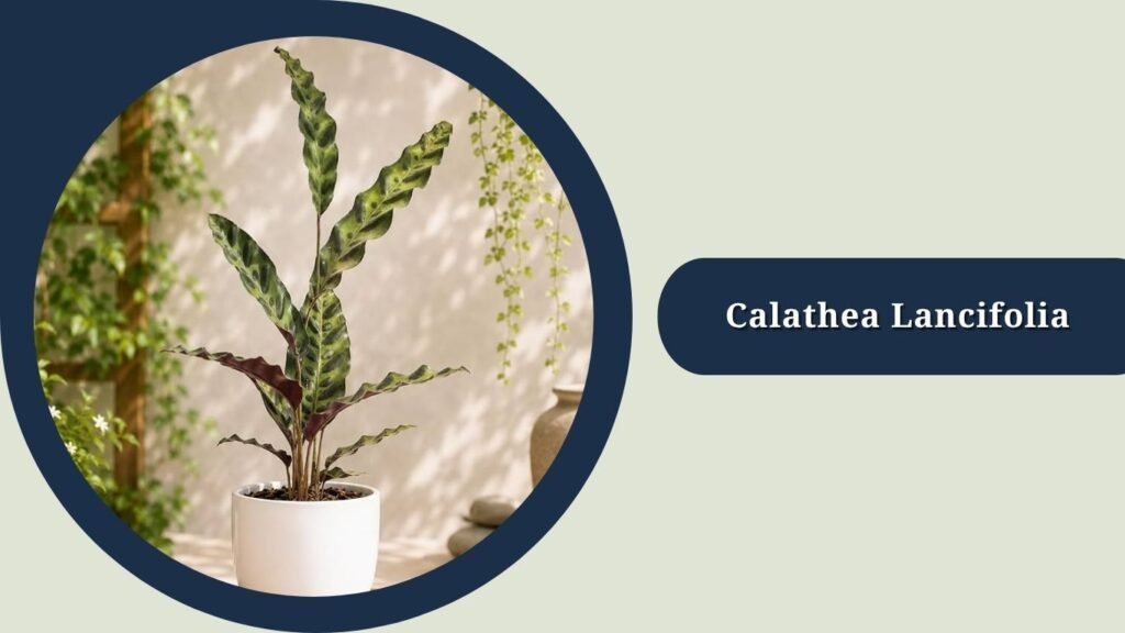  Calathea Lancifolia (Goeppertia insignis)