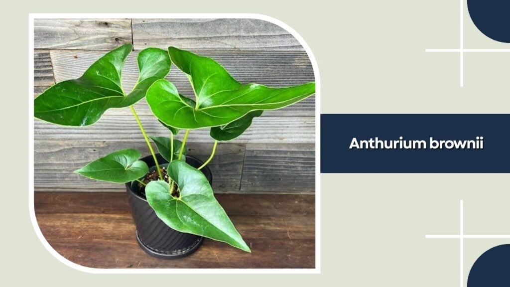 Anthurium brownii