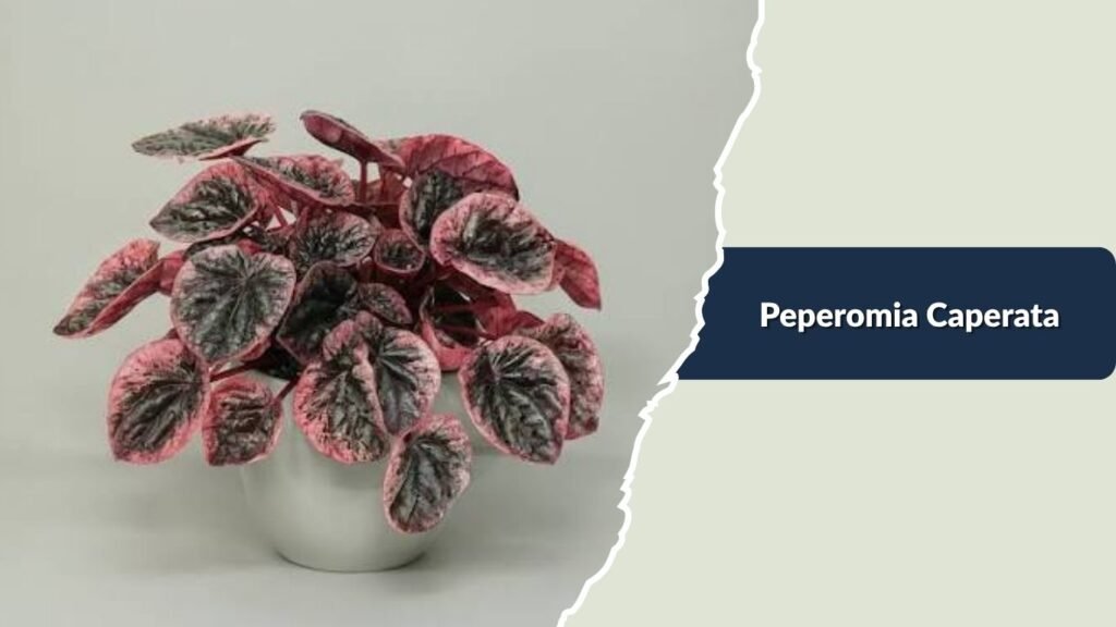 Peperomia Caperata (Peperomia caperata)