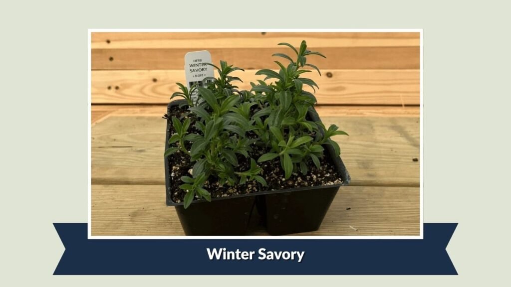 Winter Savory