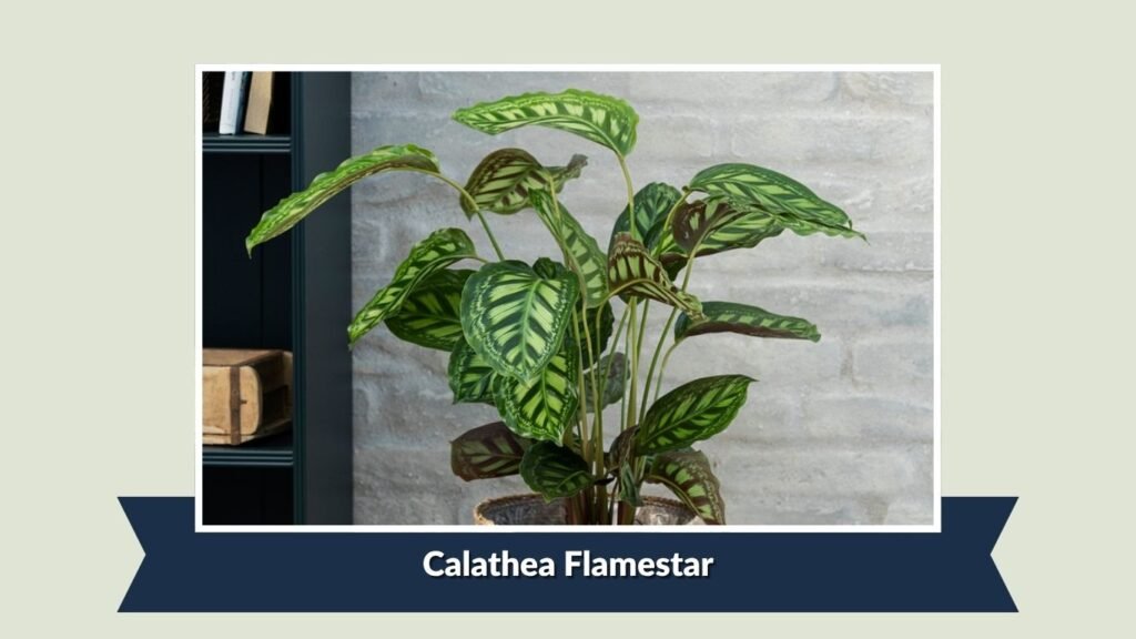 Calathea Flamestar