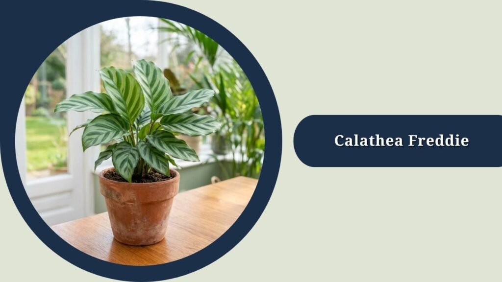 Calathea Freddie (Goeppertia concinna 'Freddie')