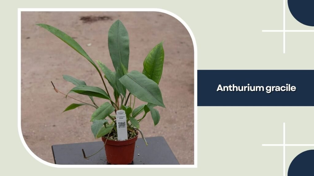 Anthurium gracile