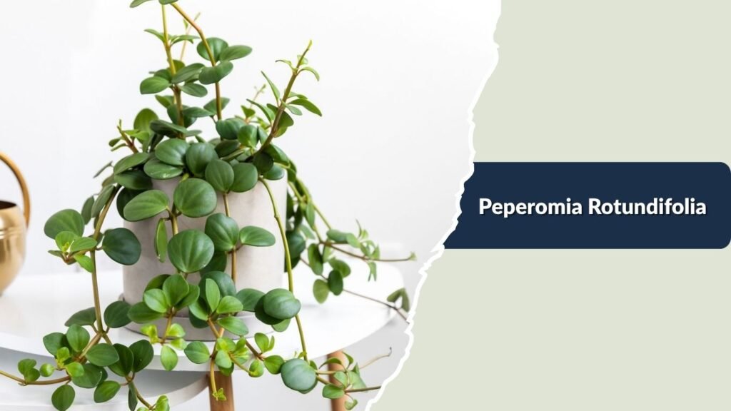 Peperomia Rotundifolia (Peperomia rotundifolia)