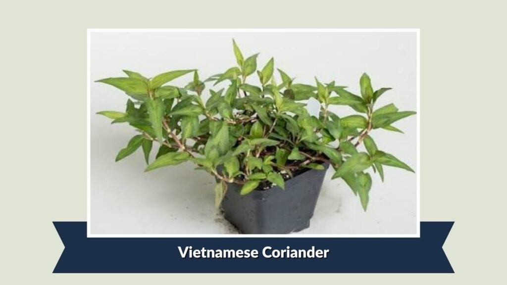 Vietnamese Coriander