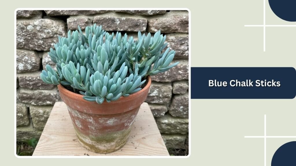 Blue Chalk Sticks