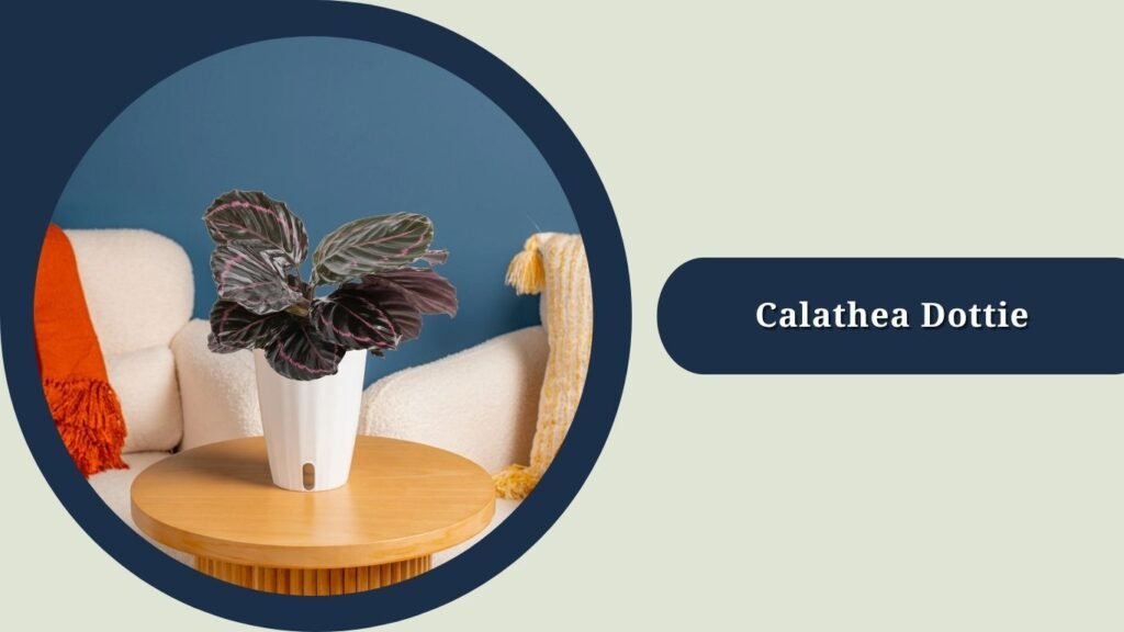  Calathea Dottie (Goeppertia roseopicta 'Dottie')