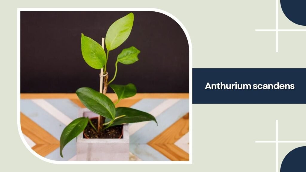 Anthurium scandens