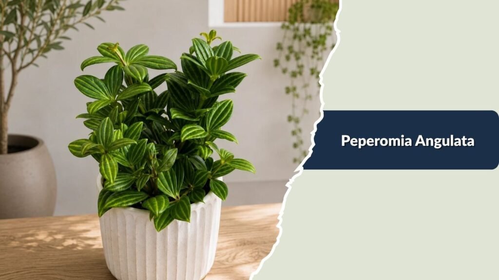  Peperomia Angulata (Peperomia angulata)