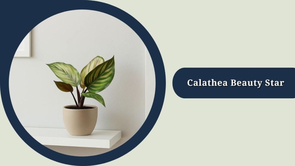 Calathea Beauty Star (Goeppertia ornata 'Beauty Star')