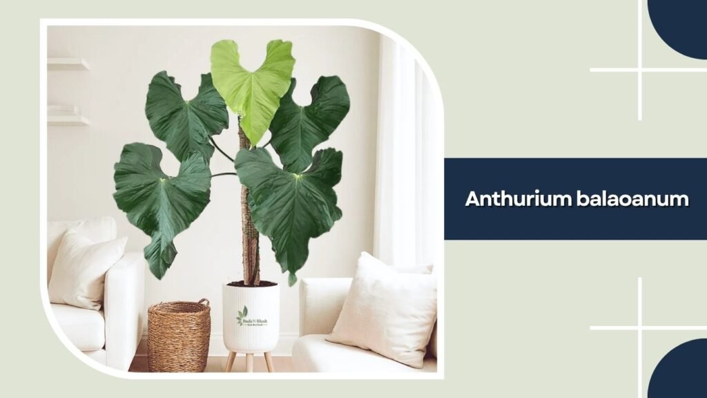 Anthurium balaoanum