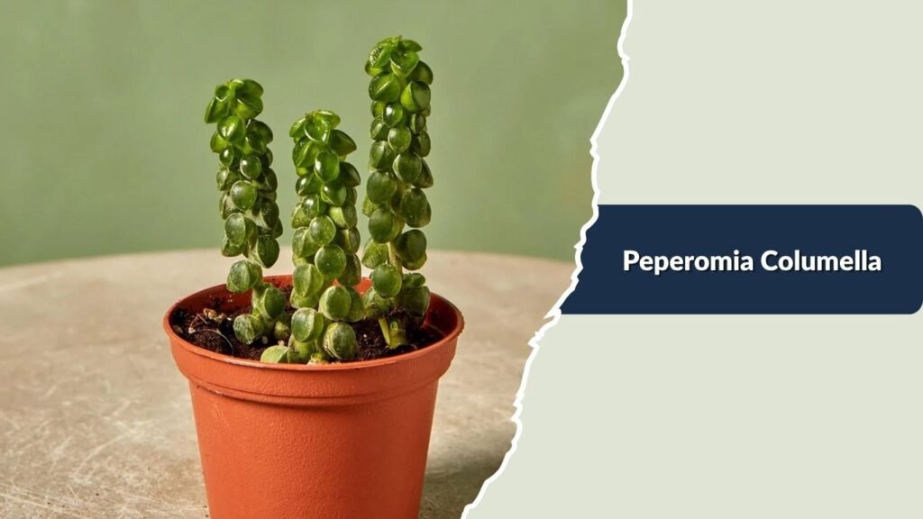 Peperomia Columella (Peperomia columella)