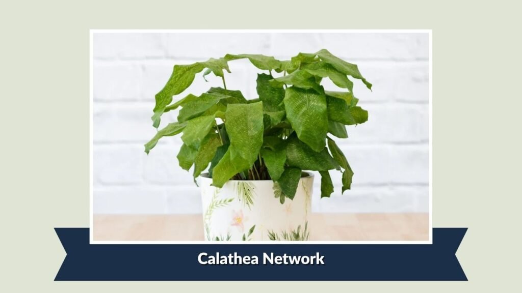 Calathea Network