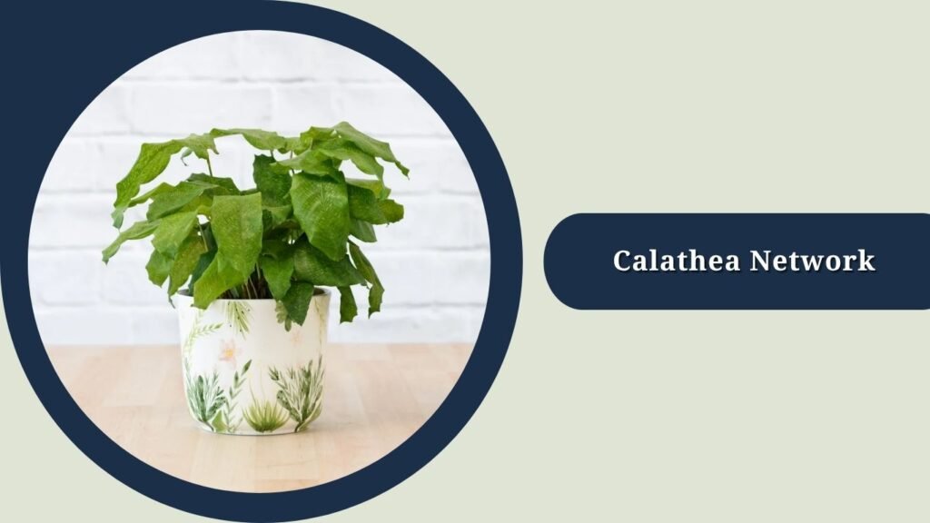 Calathea Network (Goeppertia kegeljanii 'Network')