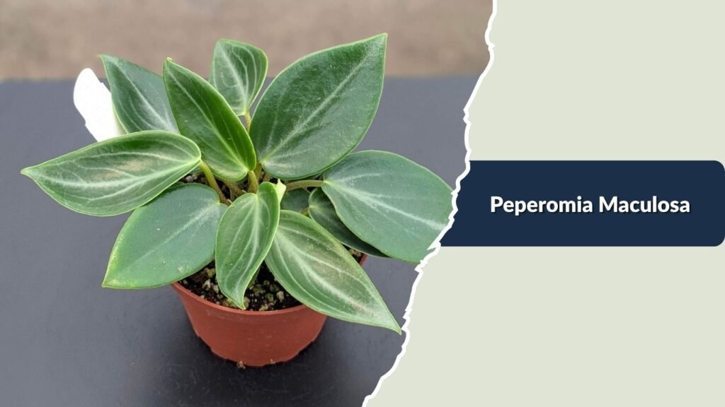 Peperomia Maculosa (Peperomia maculosa)