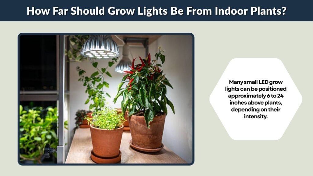 How Far Should Grow Lights Be From Indoor Plants?