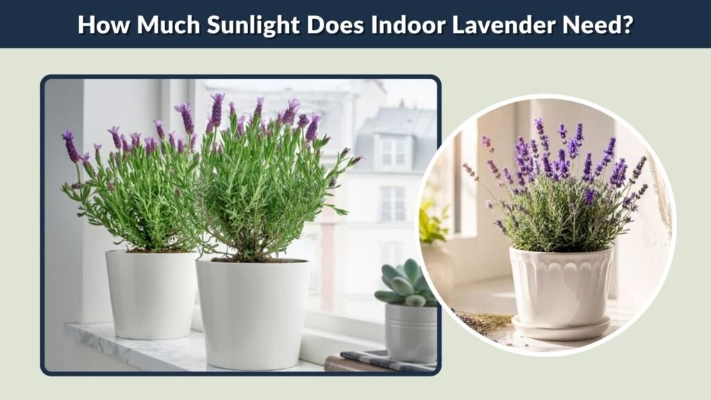How Much Sunlight Does Indoor Lavender Need?