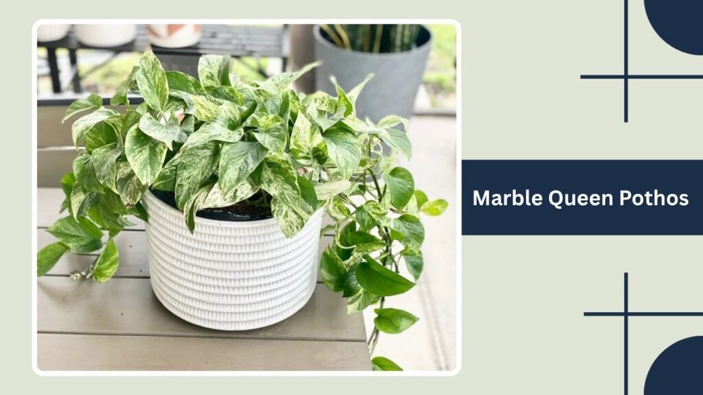 Marble Queen Pothos