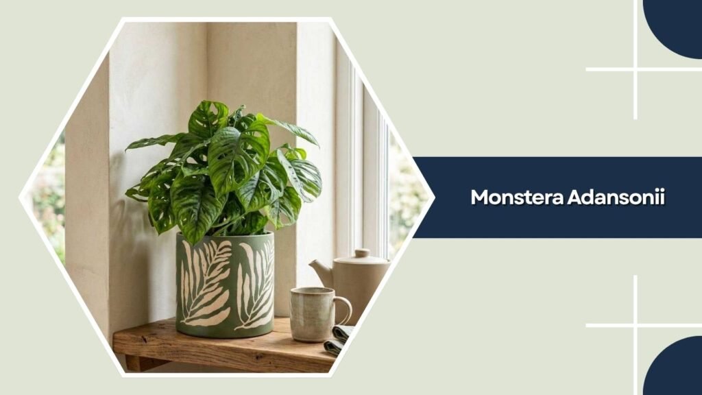 Monstera Adansonii (Swiss Cheese Vine)