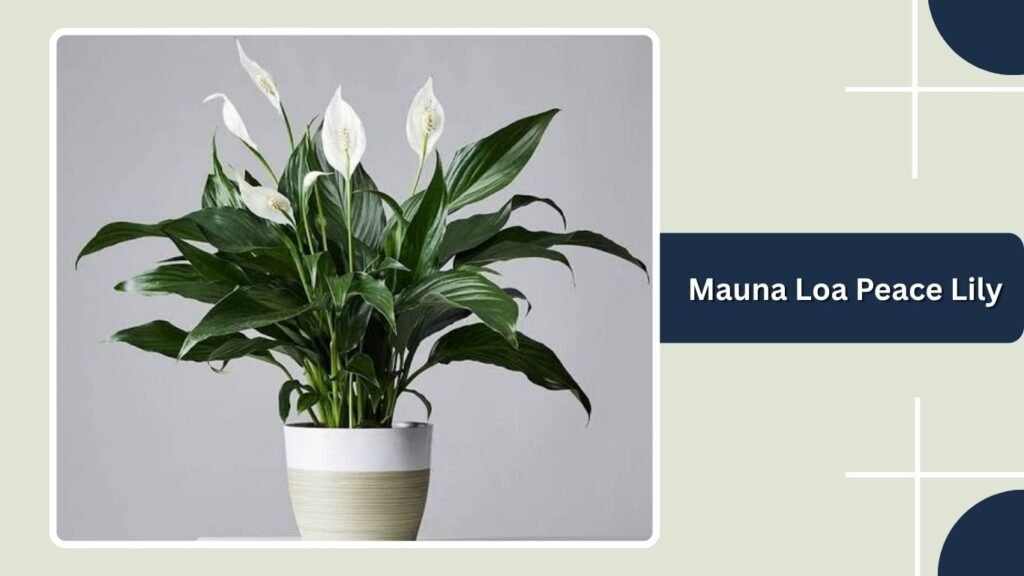 Mauna Loa Peace Lily (Spathiphyllum 'Mauna Loa')
