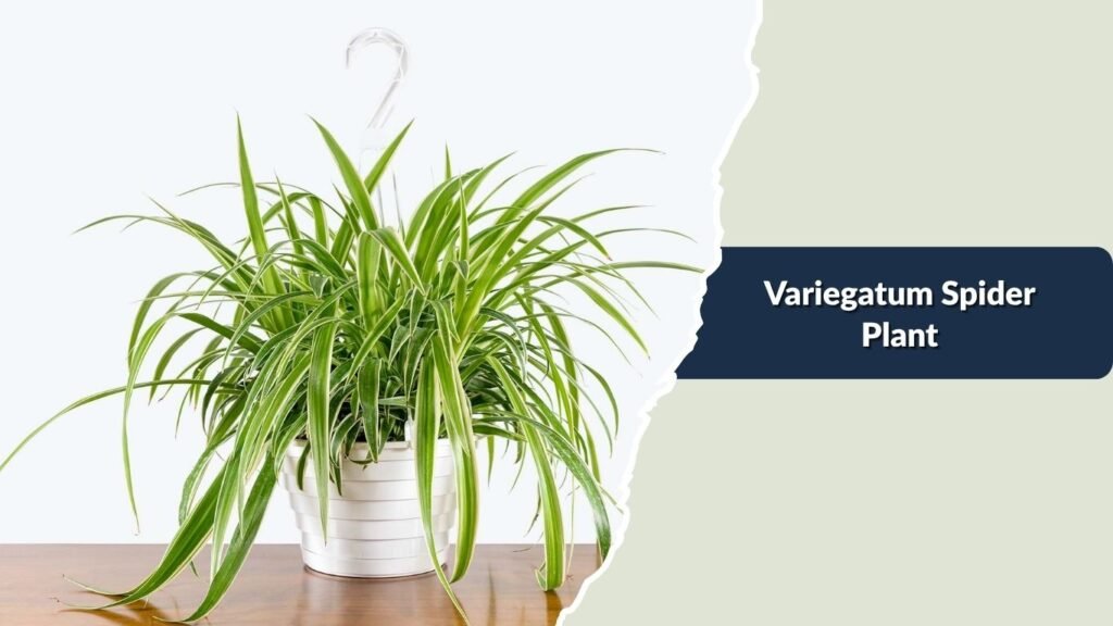 Variegatum Spider Plant (Chlorophytum comosum 'Variegatum')