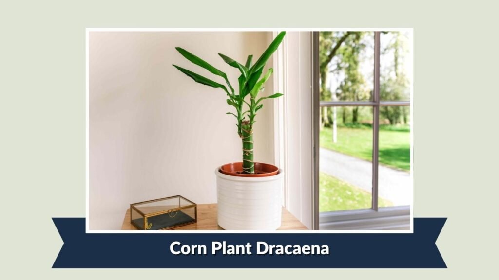 Corn Plant Dracaena (Dracaena fragrans)