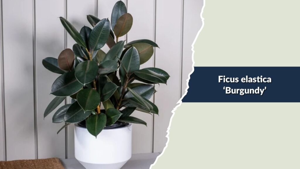 Ficus elastica ‘Burgundy’ (Burgundy Rubber Plant)