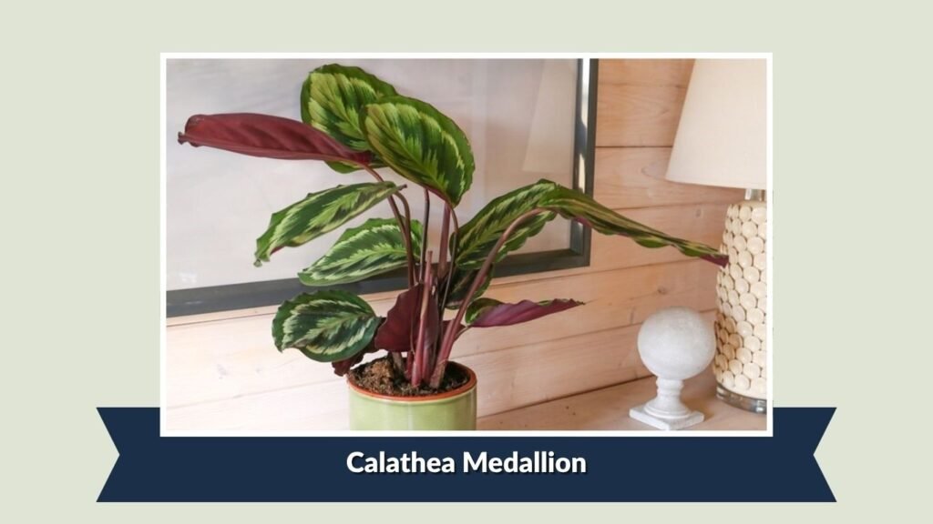 Calathea Medallion