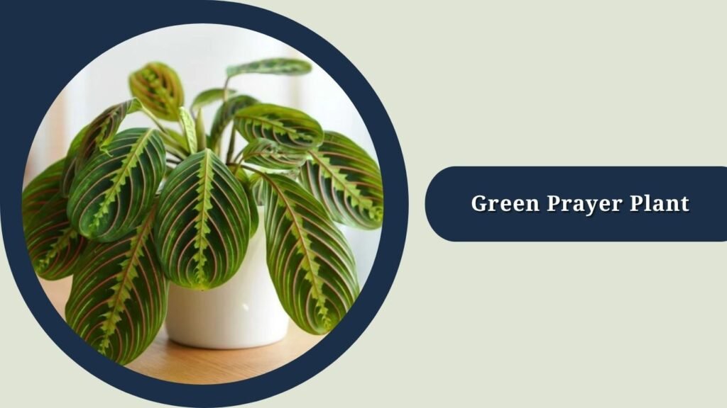 Green Prayer Plant (Maranta leuconeura var. kerchoveana)