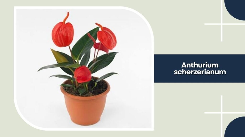 Anthurium scherzerianum
