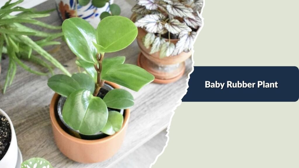 Baby Rubber Plant (Peperomia obtusifolia)