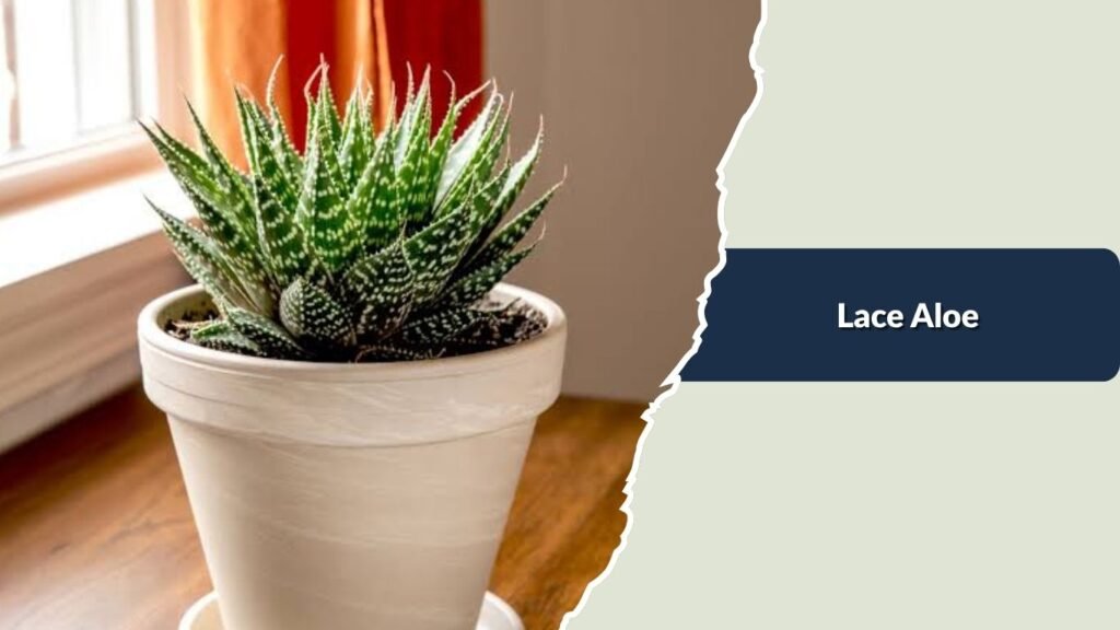 Lace Aloe