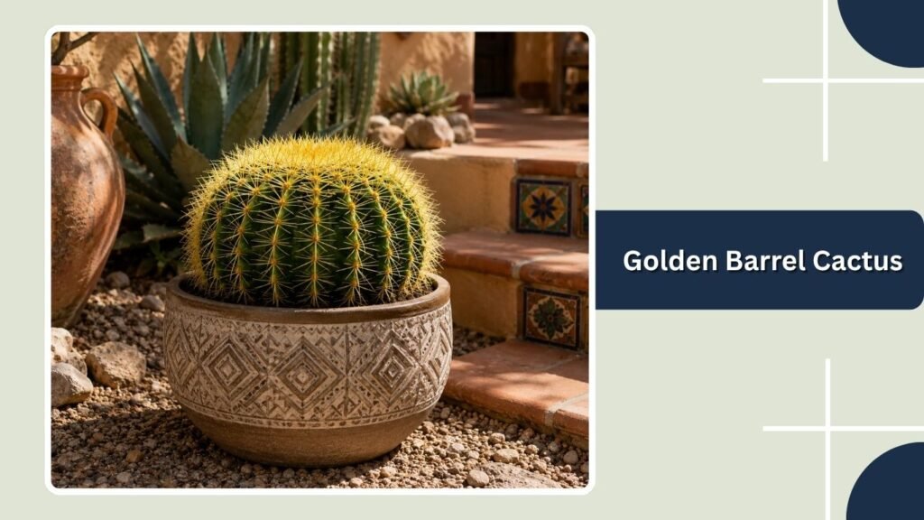 Golden Barrel Cactus