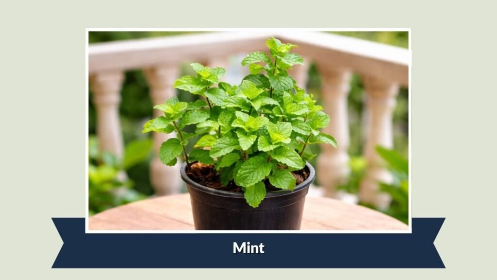  Mint