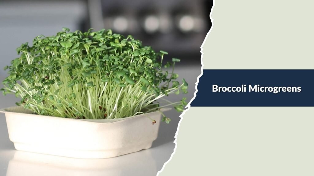 Broccoli Microgreens