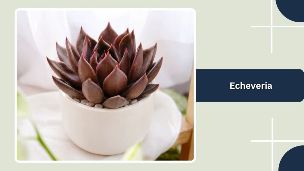Echeveria