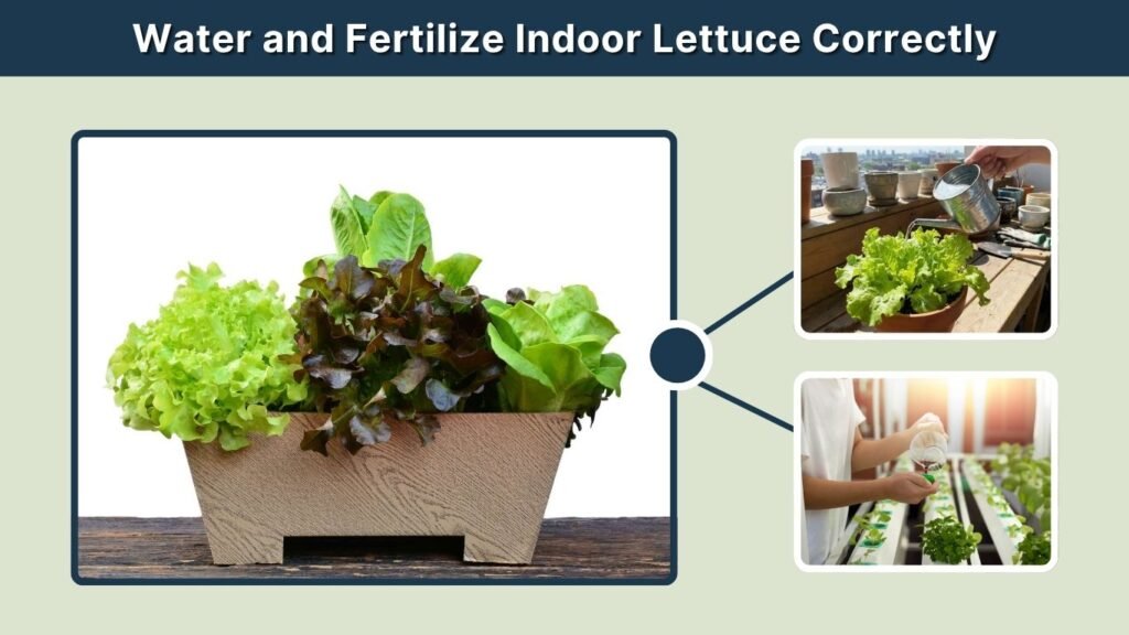 Water and Fertilize Indoor Lettuce Correctly