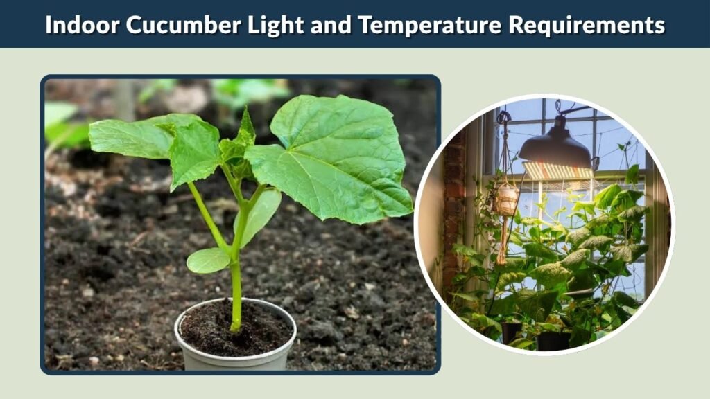 Indoor Cucumber Light and Temperature Requirements
