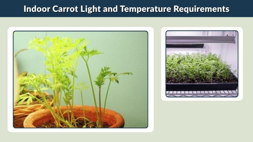 Indoor Carrot Light and Temperature Requirements