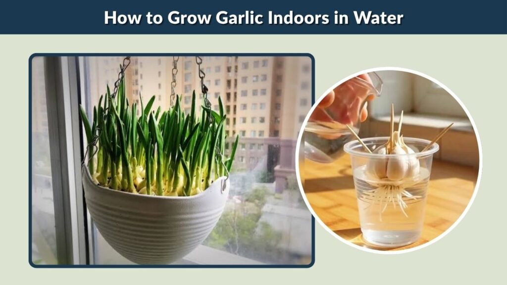 How to Grow Garlic Indoors in Water