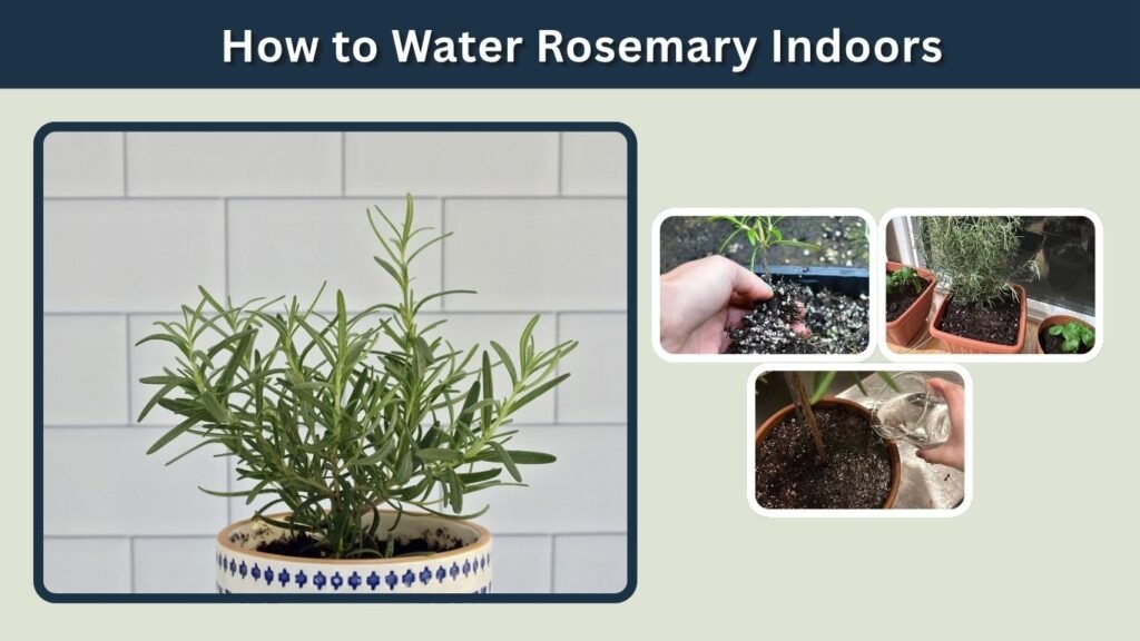 How to Water Rosemary Indoors