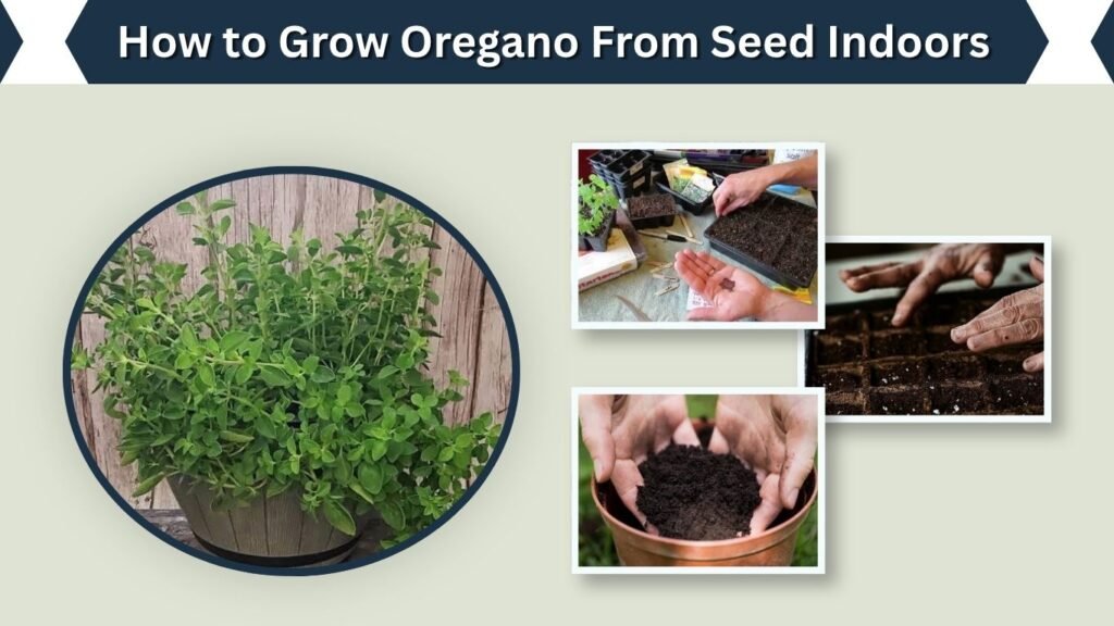 How to Grow Oregano From Seed Indoors
