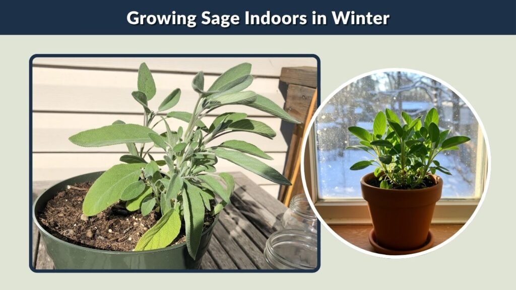 Growing Sage Indoors in Winter