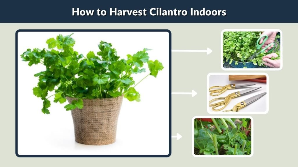 How to Harvest Cilantro Indoors