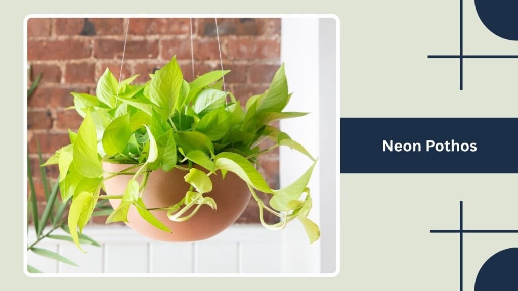 Neon Pothos