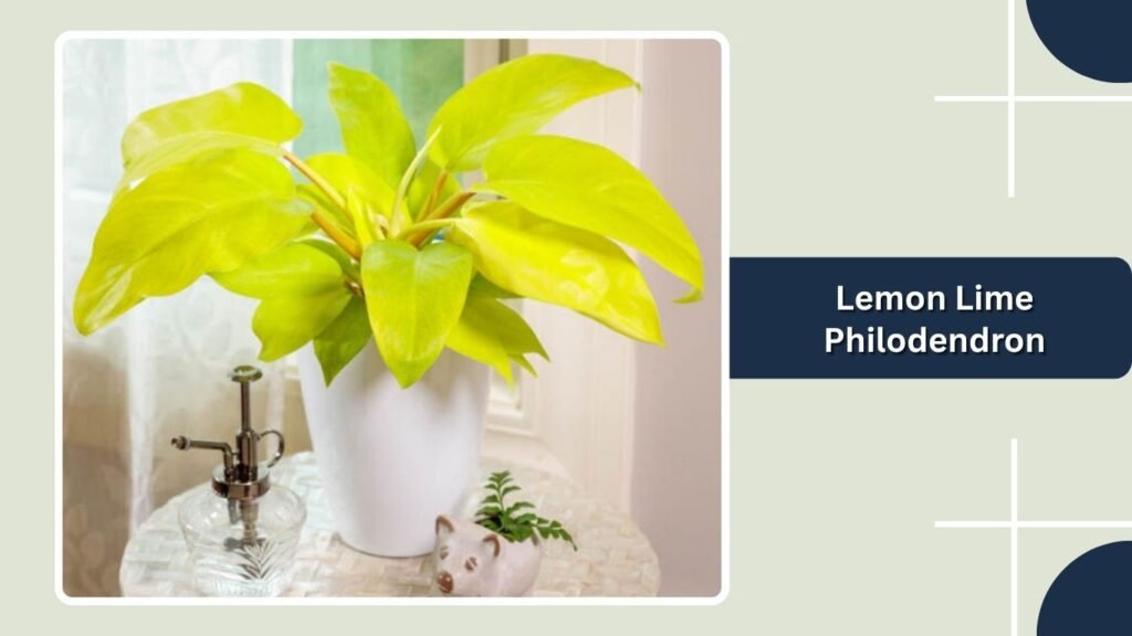 Lemon Lime Philodendron