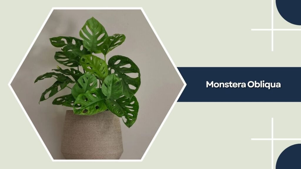 Monstera Obliqua