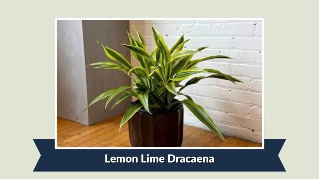 Lemon Lime Dracaena (Dracaena fragrans 'Lemon Lime')