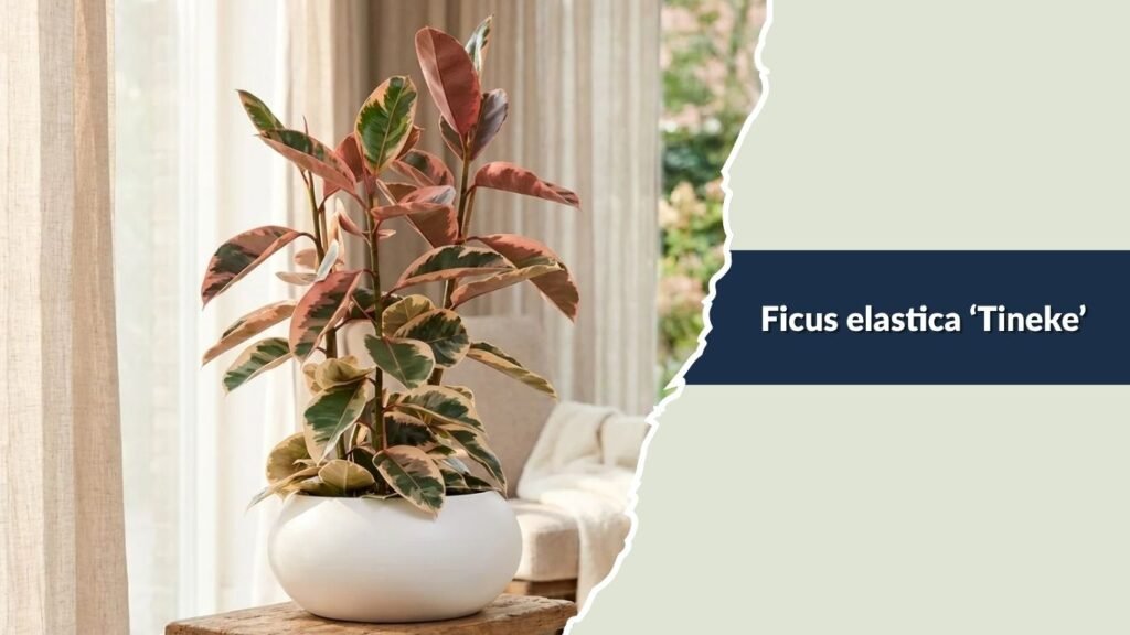 Ficus elastica ‘Tineke’ (Tineke Rubber Plant)