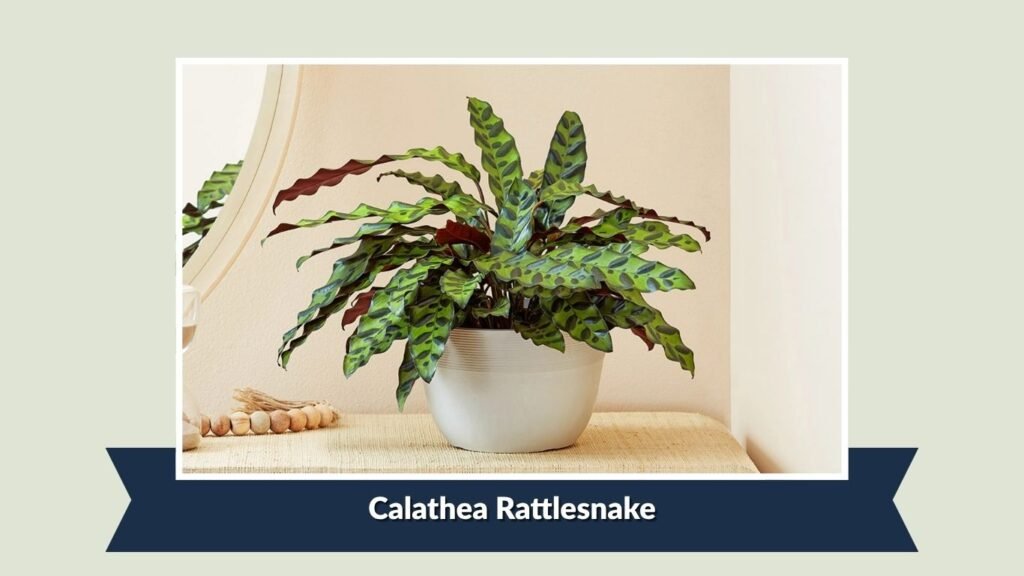 Calathea Rattlesnake